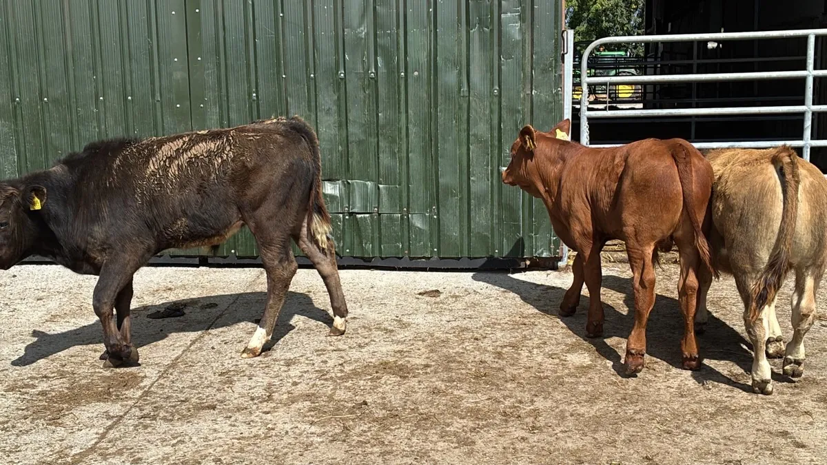 3 super suckler bred continental bulls - Image 2