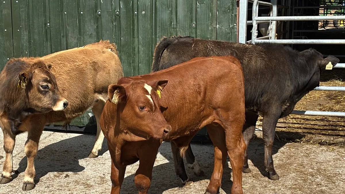 3 super suckler bred continental bulls - Image 3
