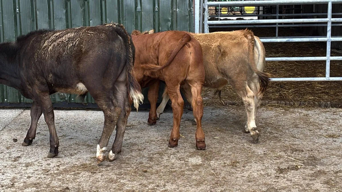 3 super suckler bred continental bulls - Image 4