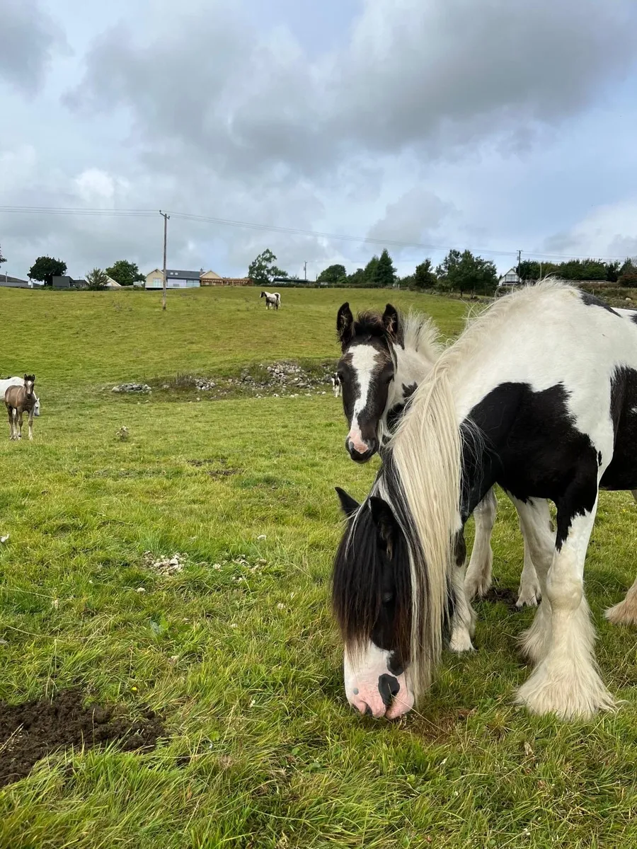 Foal - Image 1