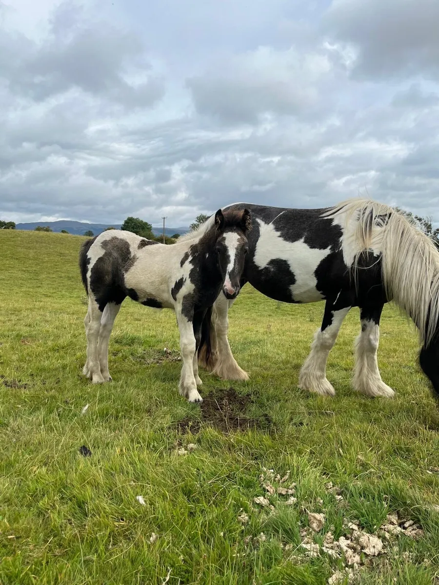 Foal - Image 2