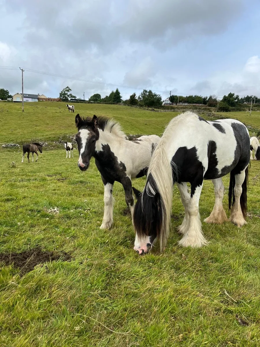 Foal - Image 3