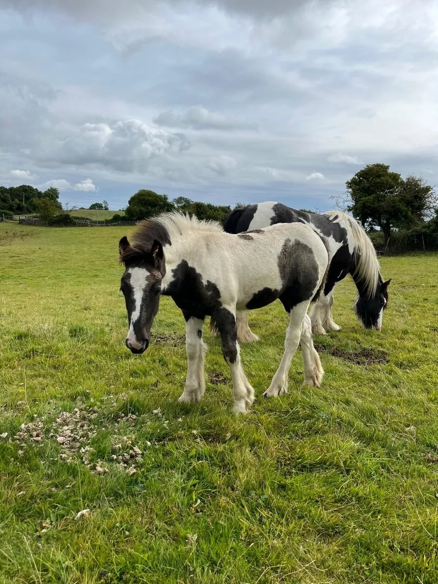 Foal - Image 4