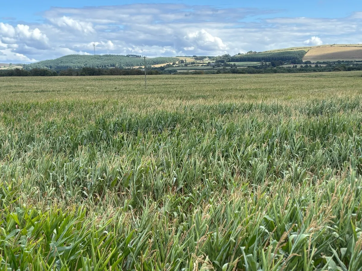 Maize - Image 2