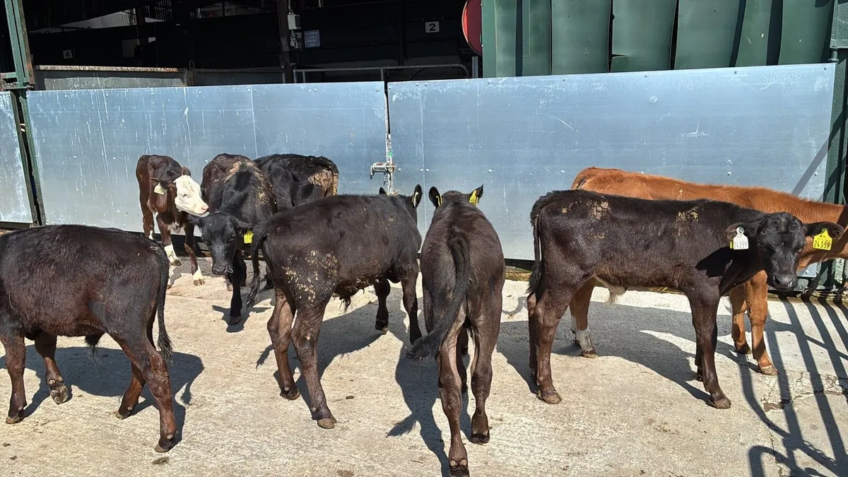 8 reared Angus and Hereford bulls - Image 1