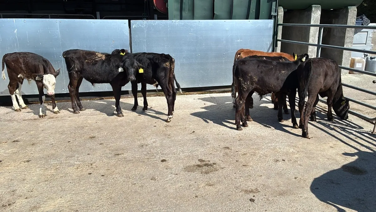 8 reared Angus and Hereford bulls - Image 2