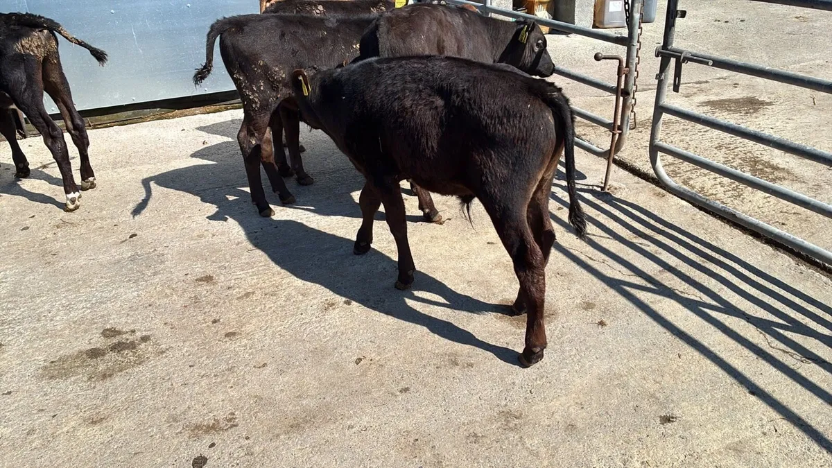 8 reared Angus and Hereford bulls - Image 3