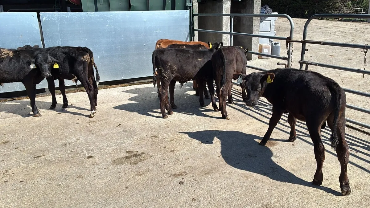 8 reared Angus and Hereford bulls - Image 4