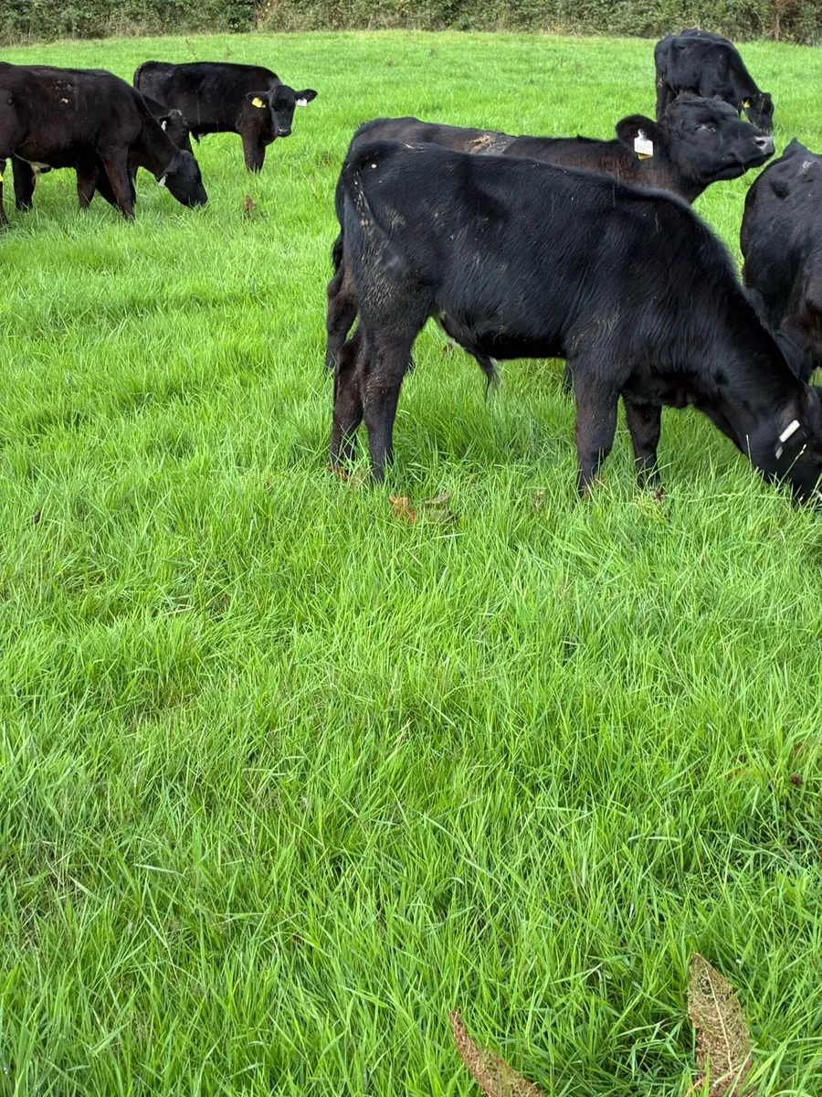 23 SUPER QUALITY GRASS AA/HEX BULL WEANLINGS - Image 2