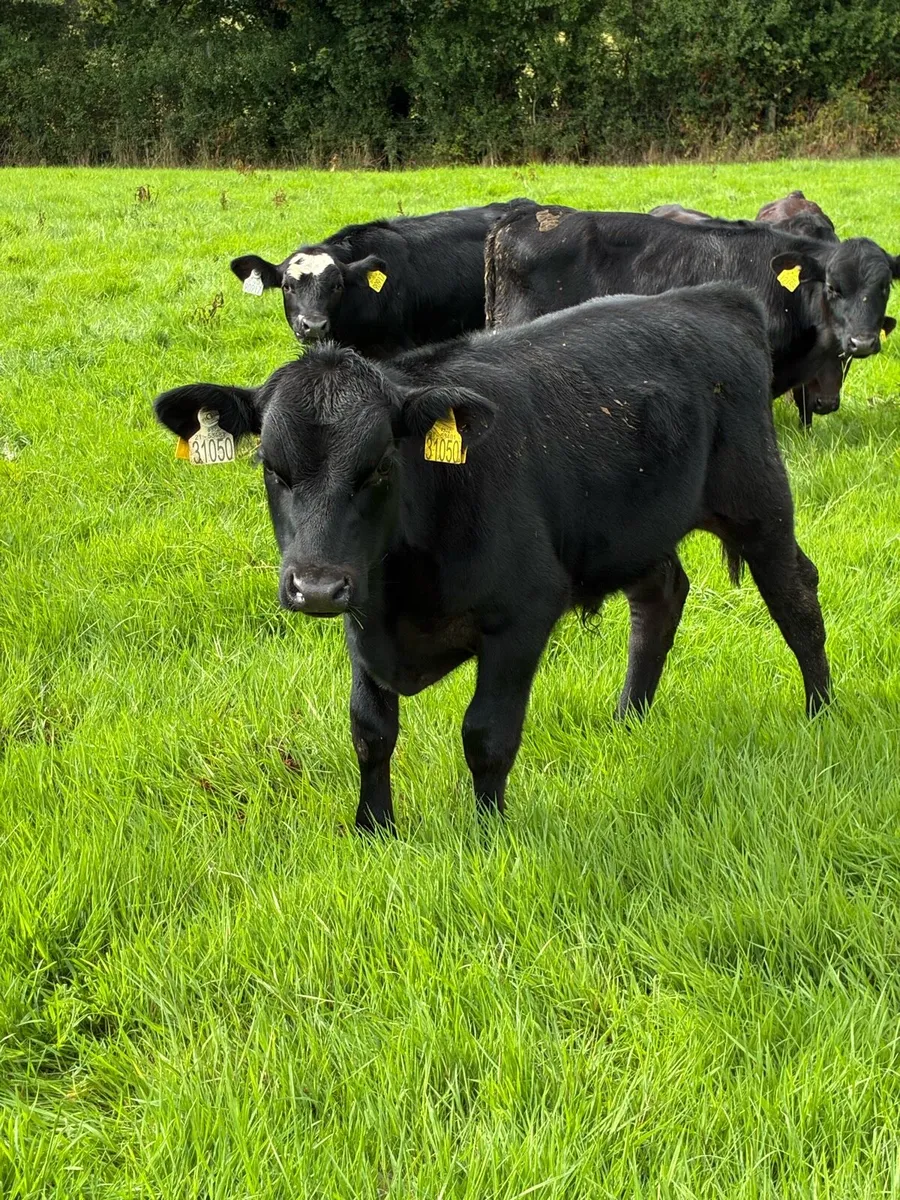 35 SUPER QUALITY GRASS AA BULL WEANLINGS - Image 1