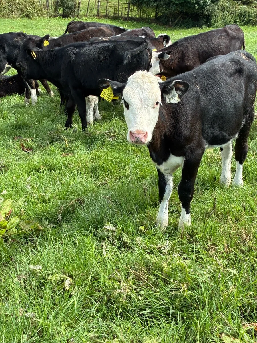 11 RUNNERS 4 MONTHS OLD HEX HEIFERS 🌟🌟 - Image 3