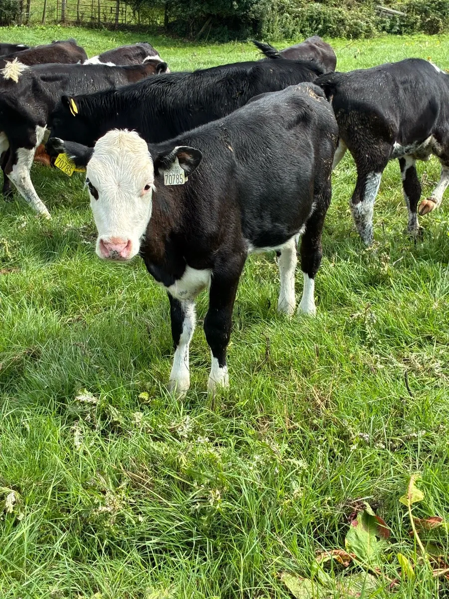 REARED CALVES 3/4 MONTHS HEX HEIFERS/BULLS - Image 2