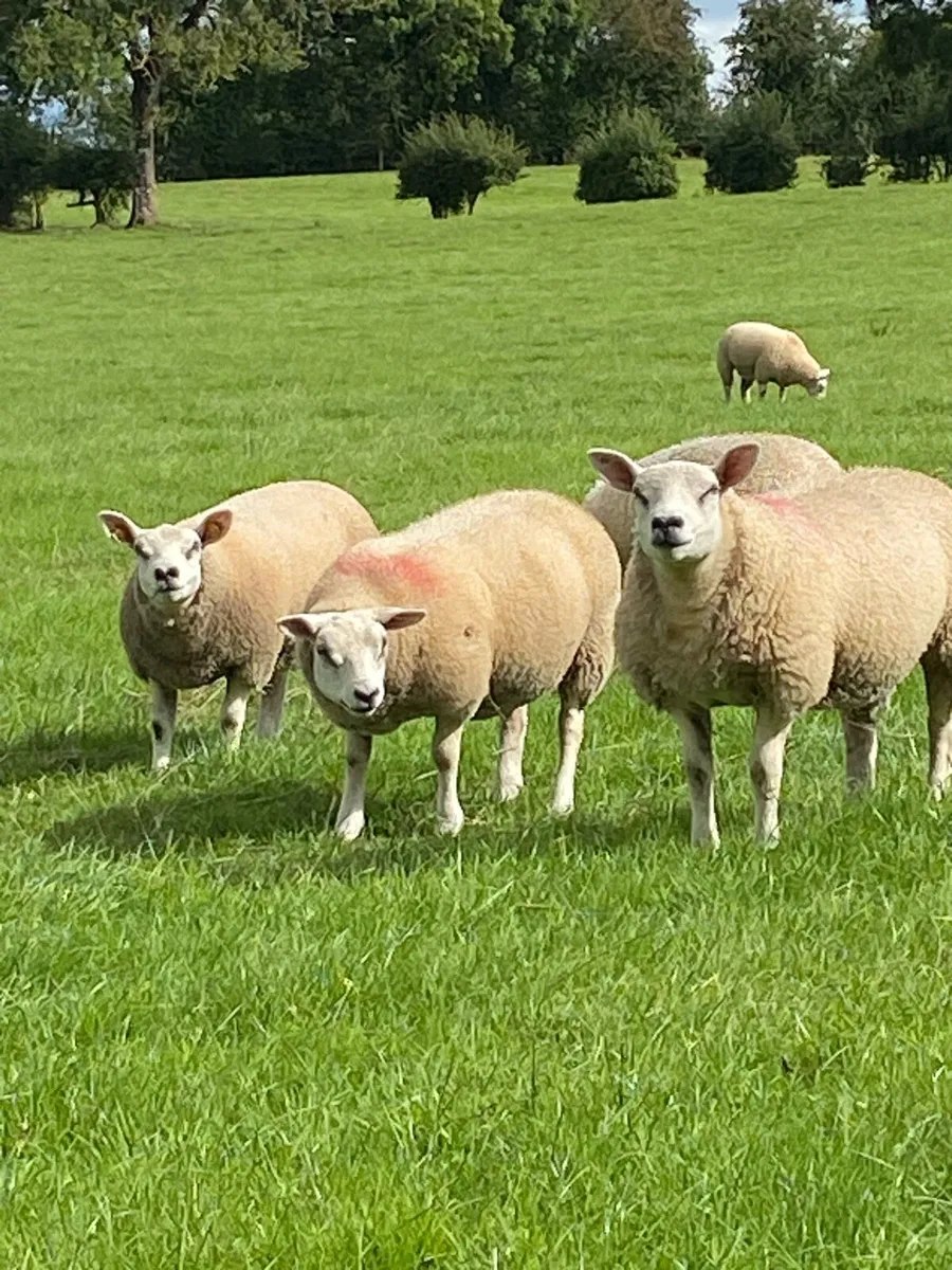 Quality ewe lambs - Image 1