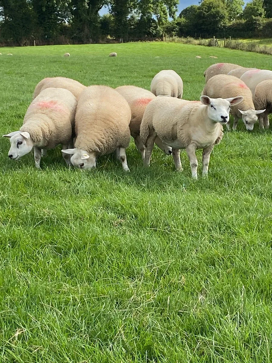 Quality ewe lambs - Image 2
