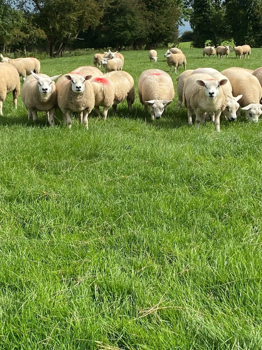 Quality ewe lambs - Image 4