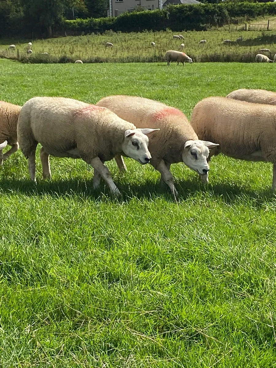 Quality ewe lambs - Image 3