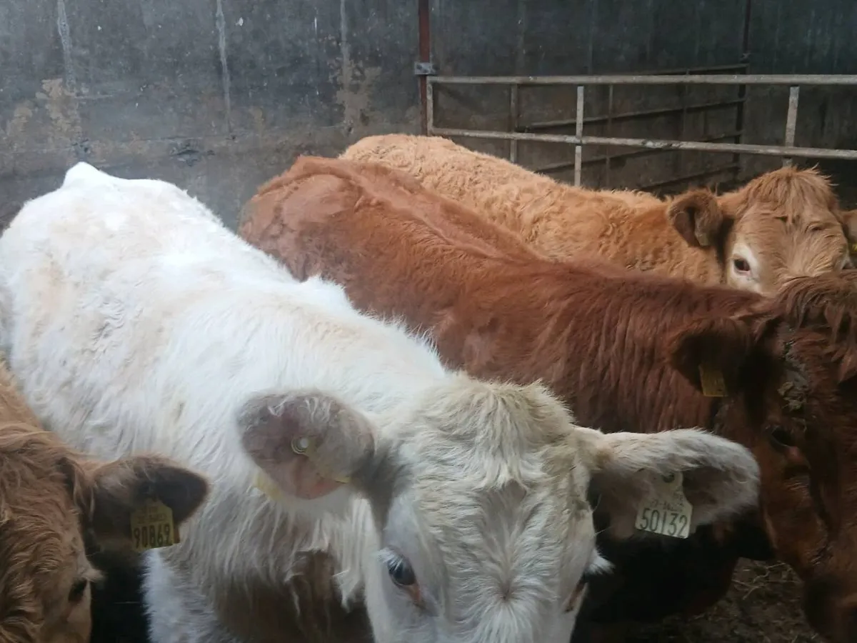4  smashing U and R Grade Heifer's for sale. - Image 2
