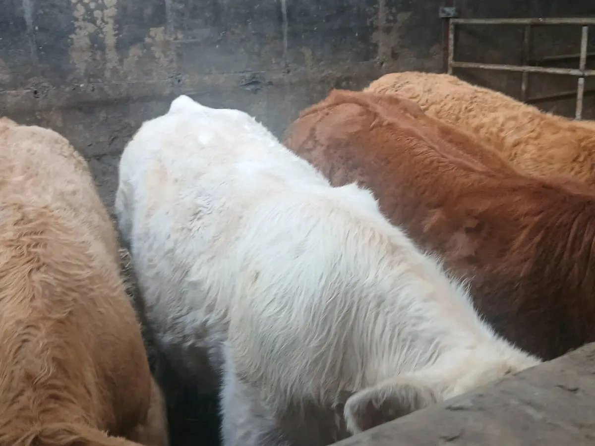 4  smashing U and R Grade Heifer's for sale. - Image 4