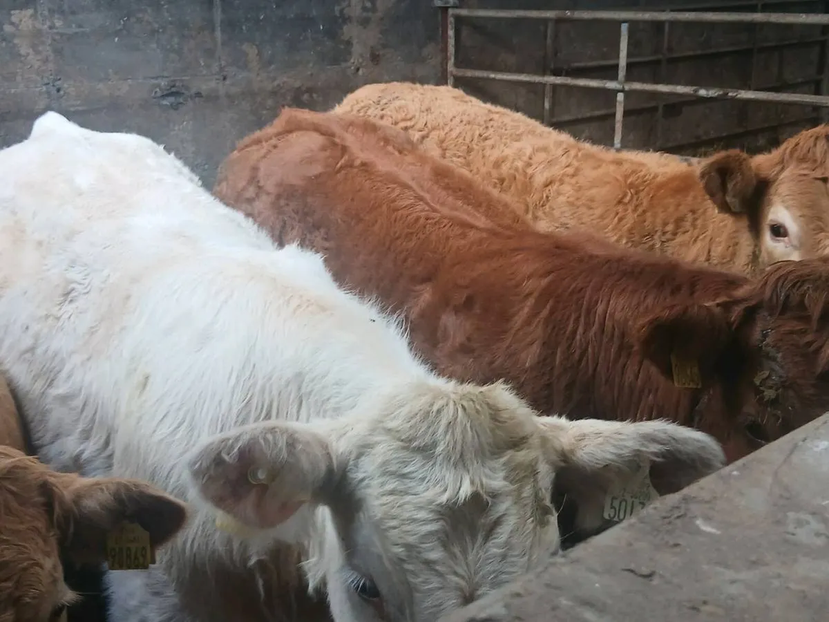 4  smashing U and R Grade Heifer's for sale. - Image 3