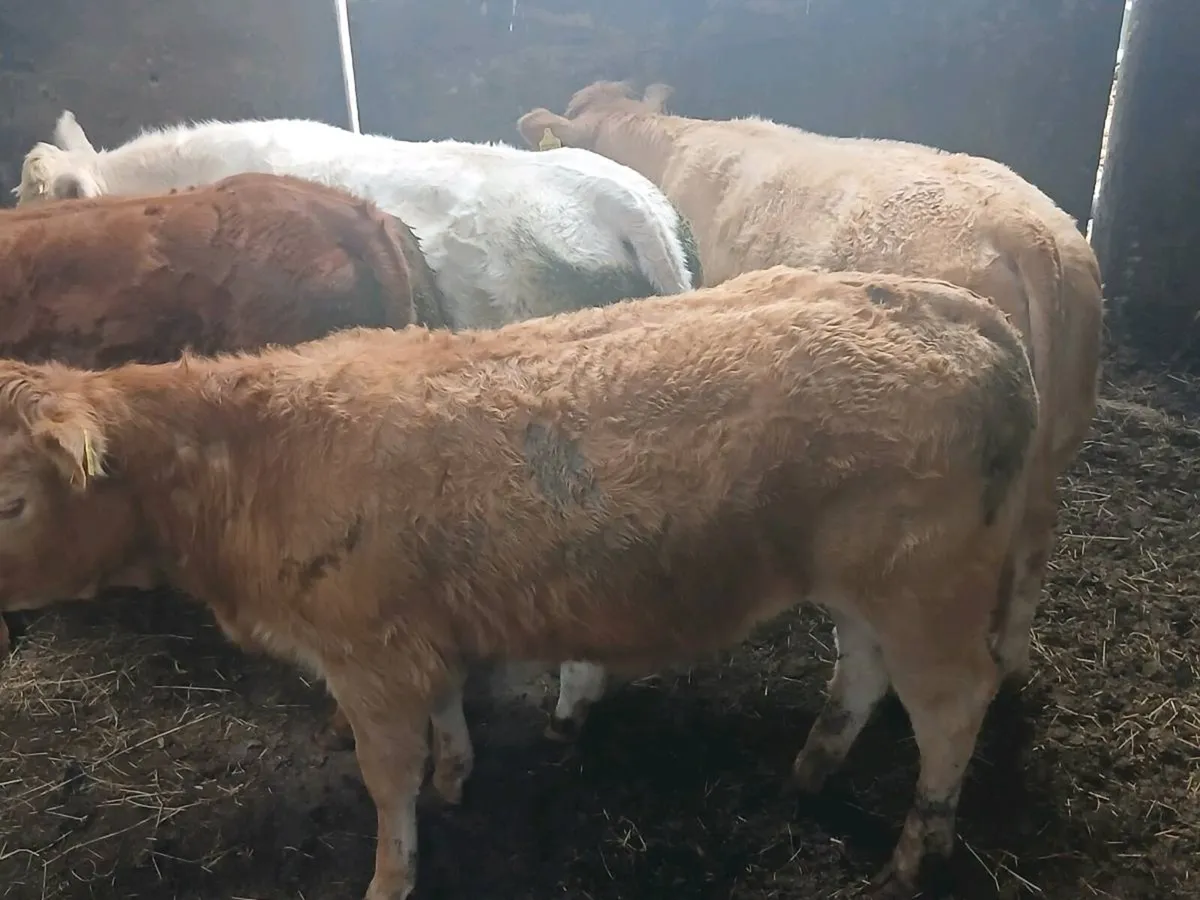 4  smashing U and R Grade Heifer's for sale. - Image 1