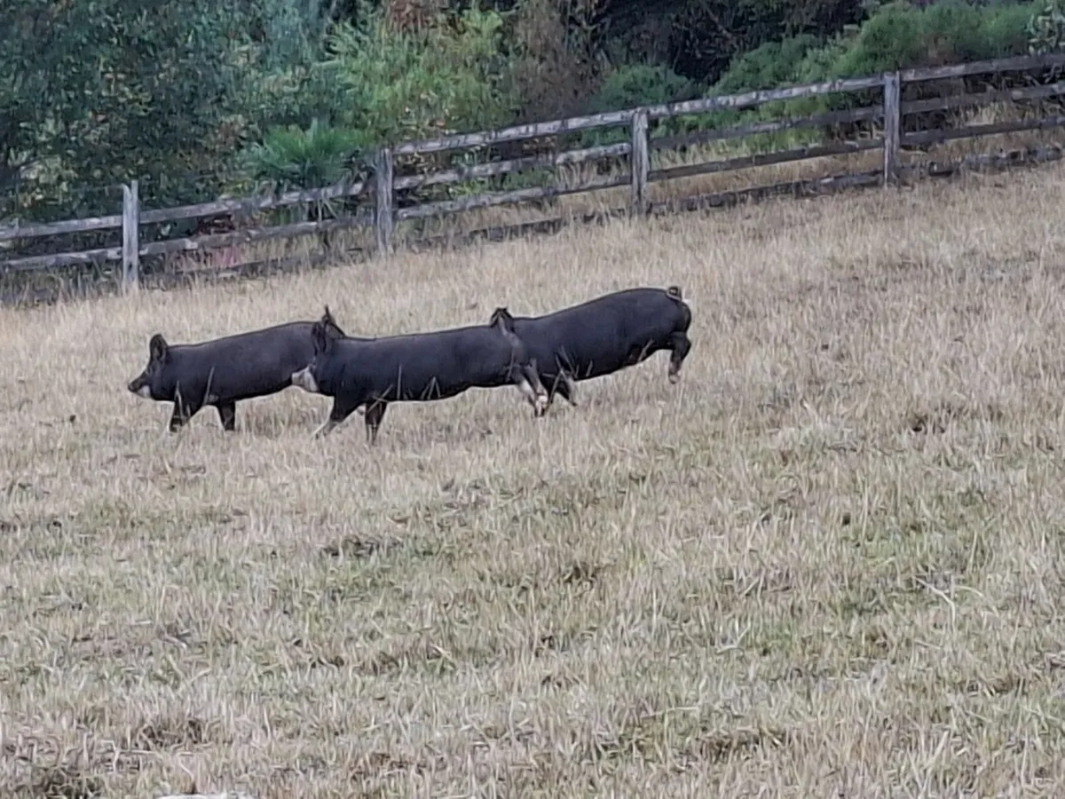 Pigs - Image 2
