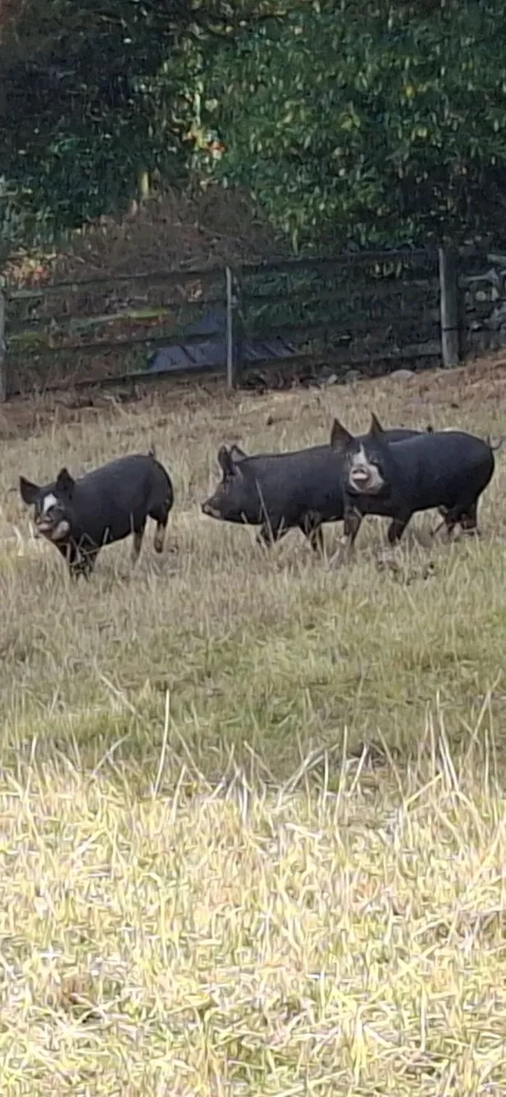 Pigs - Image 1