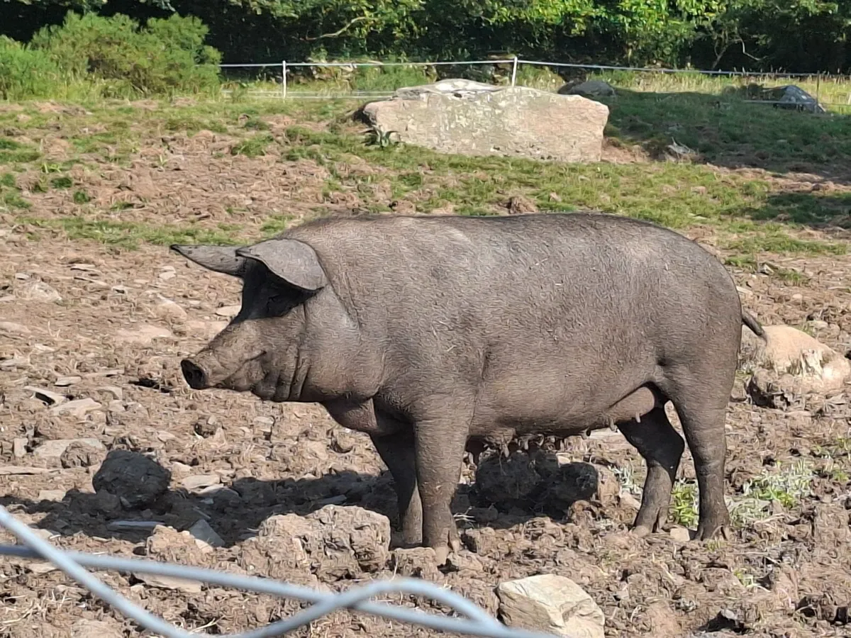 Pig - Image 2