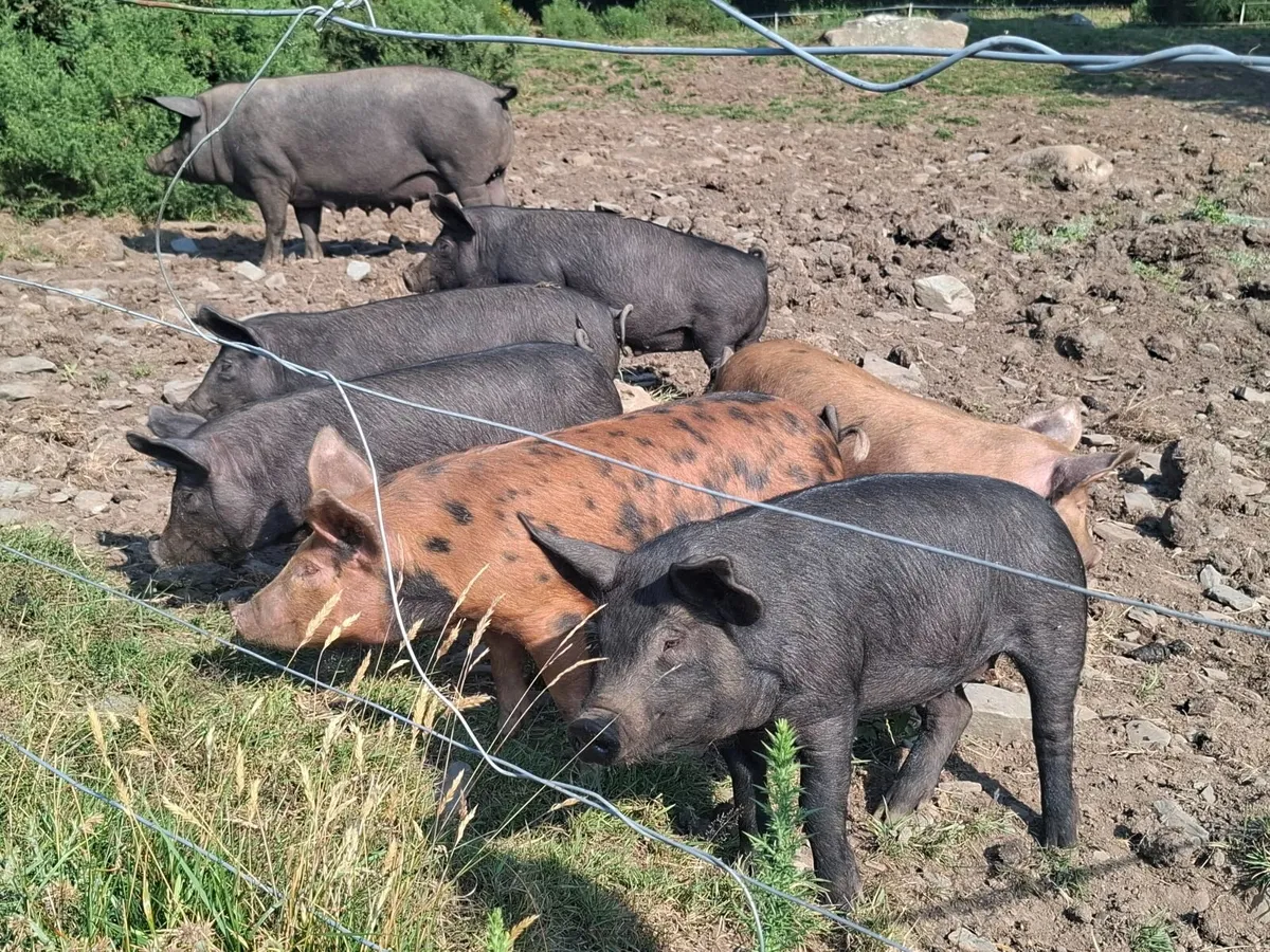 Pig - Image 4