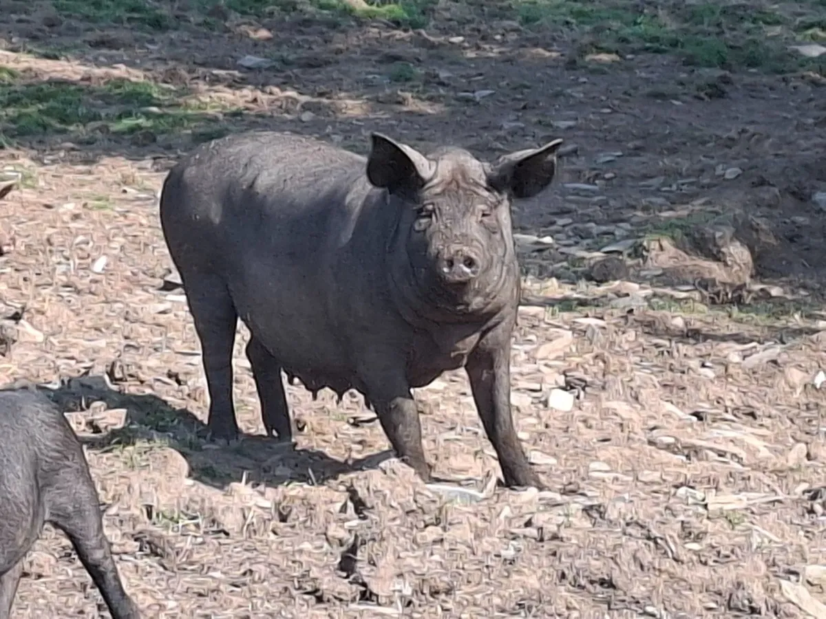 Pig - Image 3