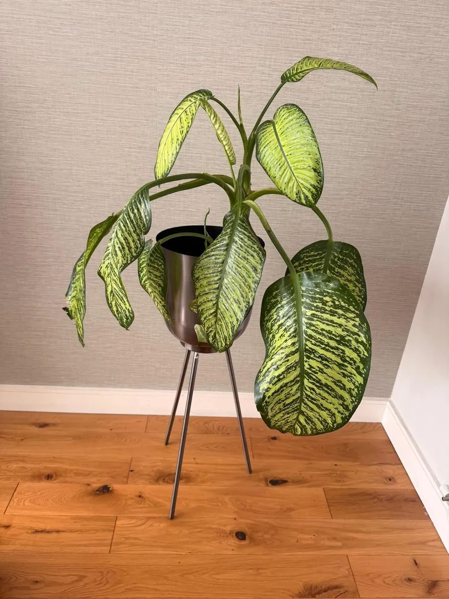 Large Dieffenbachia Indoor Plant + Metal Standing - Image 2