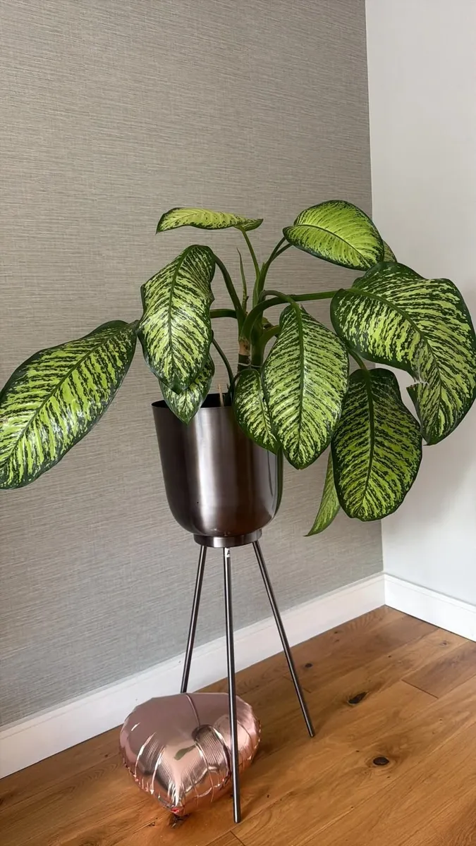 Large Dieffenbachia Indoor Plant + Metal Standing - Image 1