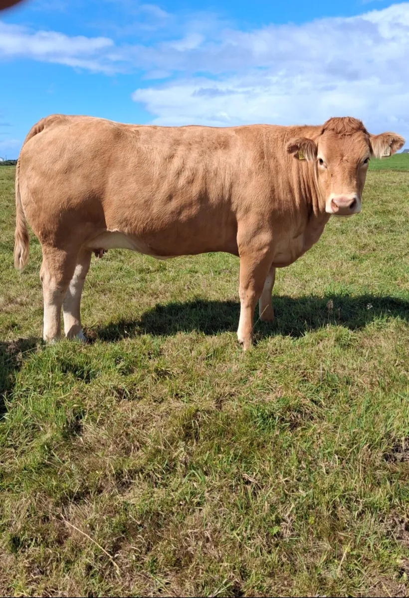 Springers - Image 4