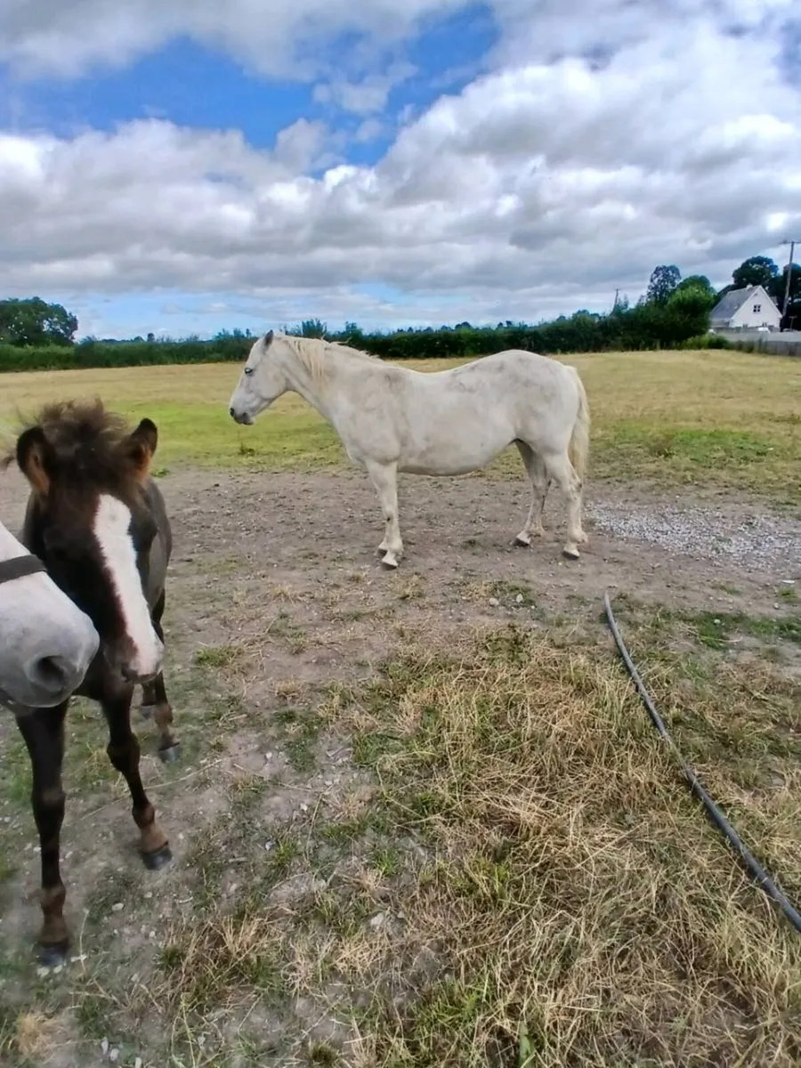 Commemara ponies - Image 3