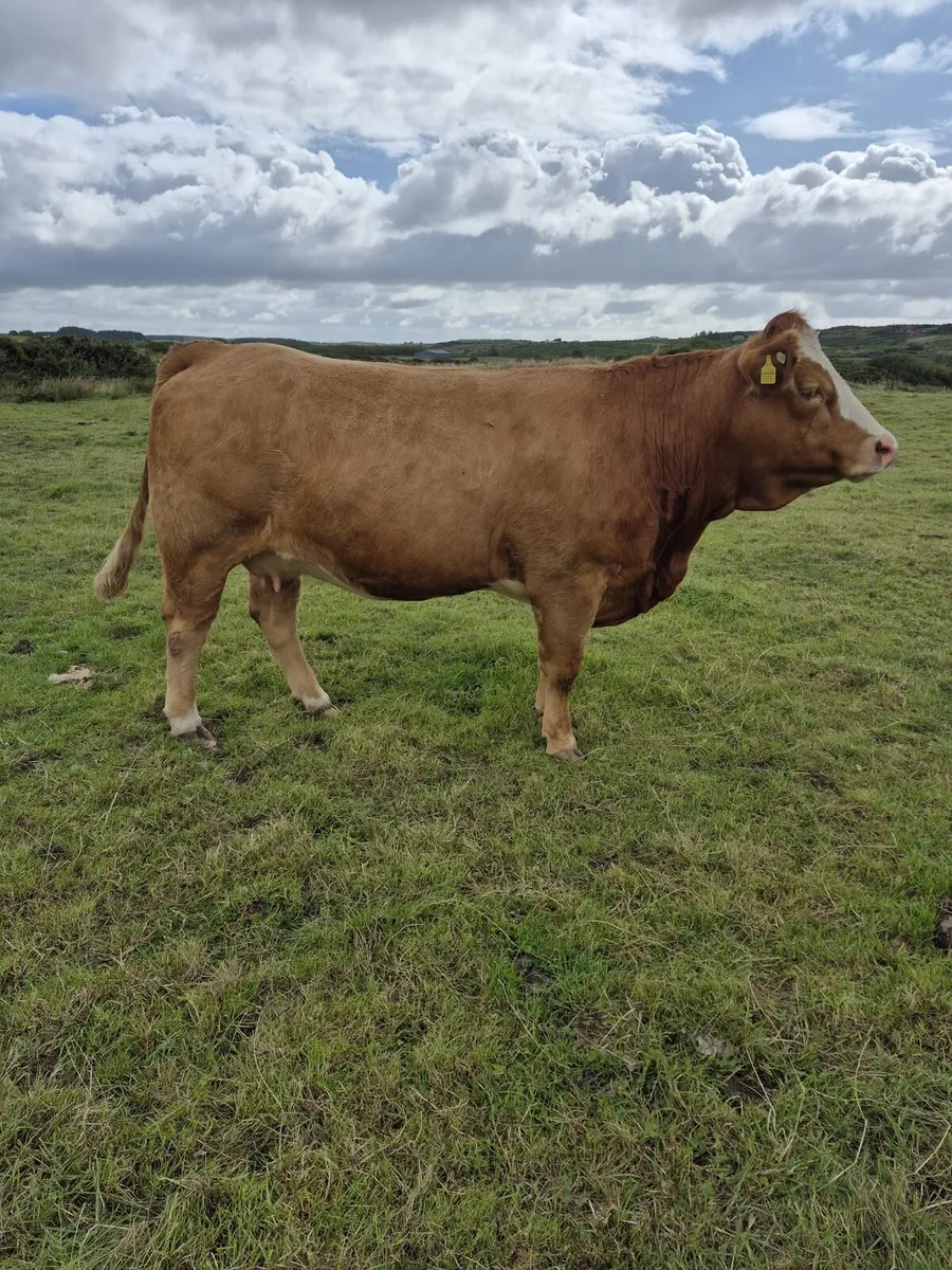 Springers - Image 1