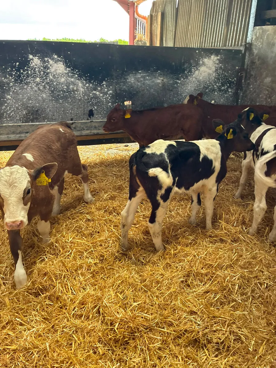 Reared heifers - Image 1