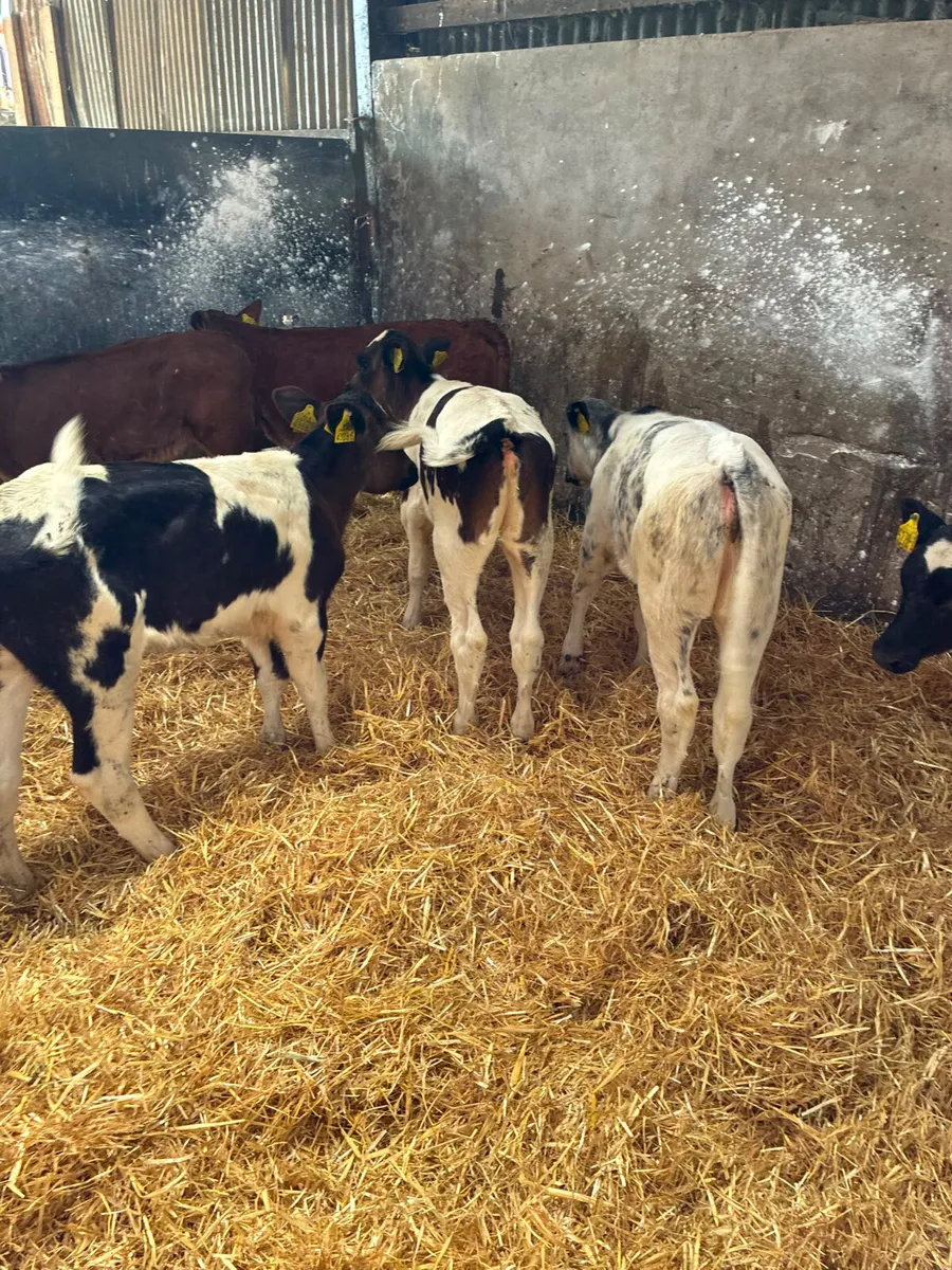 Reared heifers - Image 3