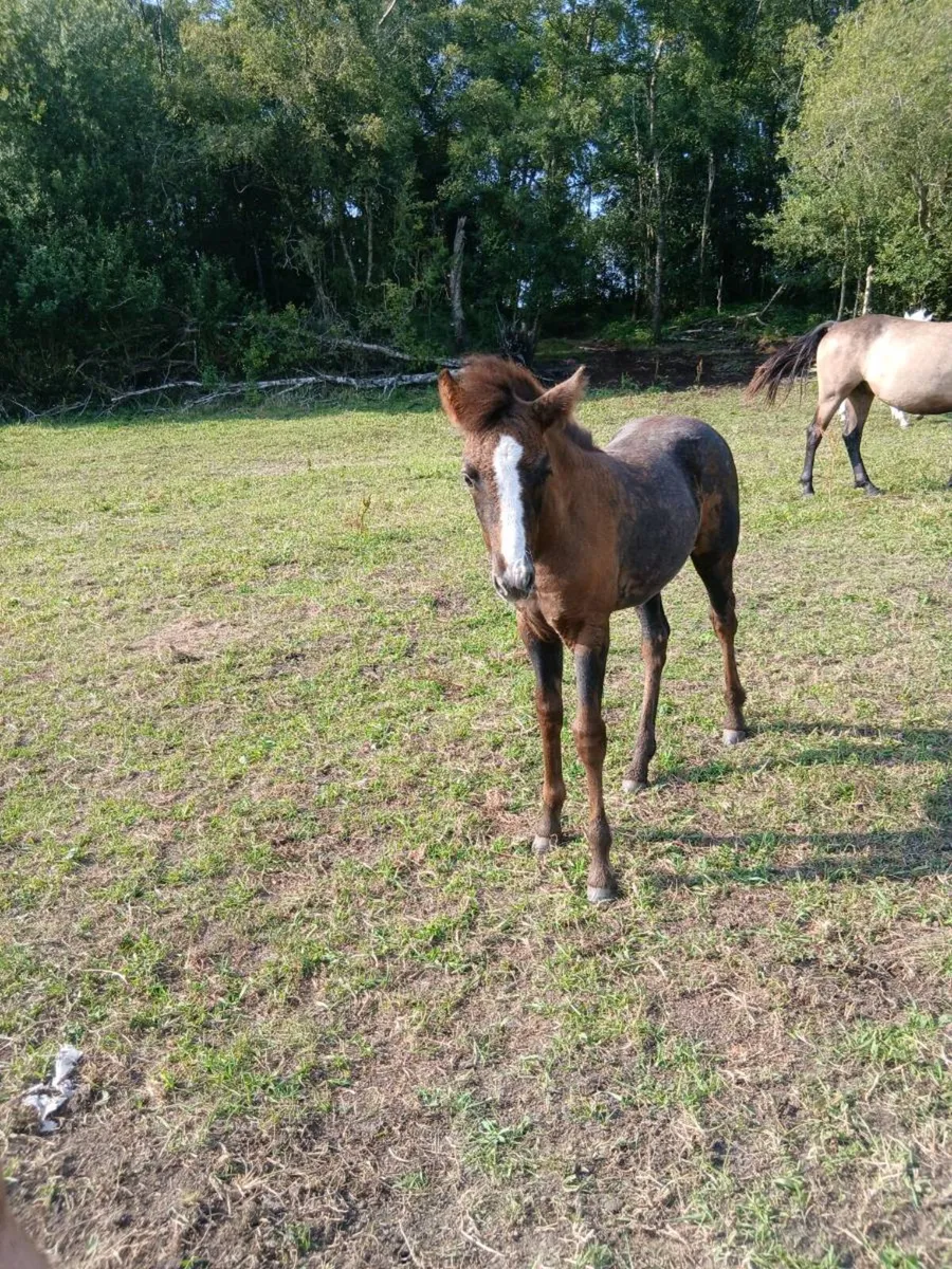 Commemara ponies - Image 4