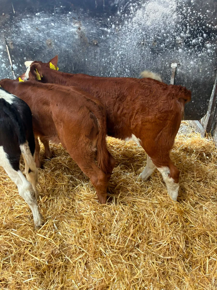 Reared heifers - Image 2