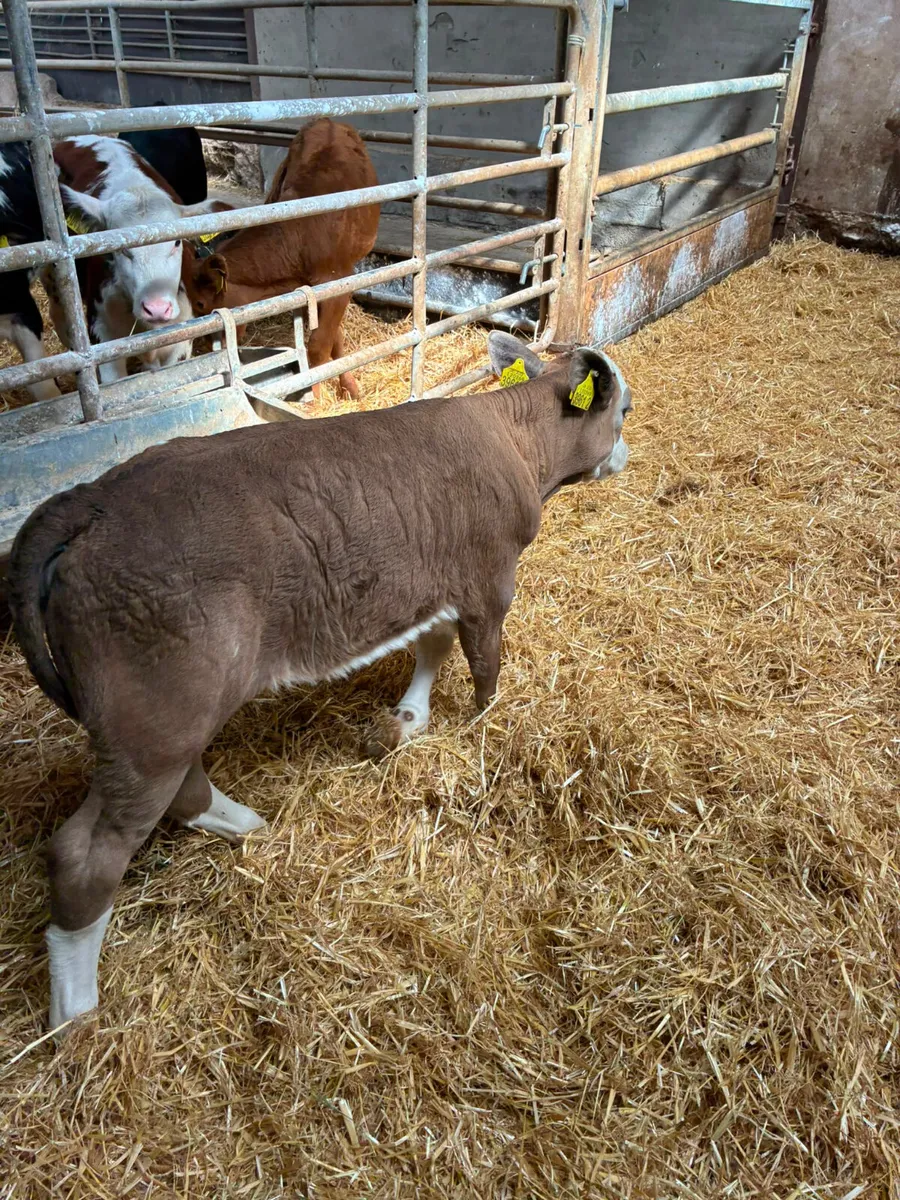 Reared heifers - Image 4