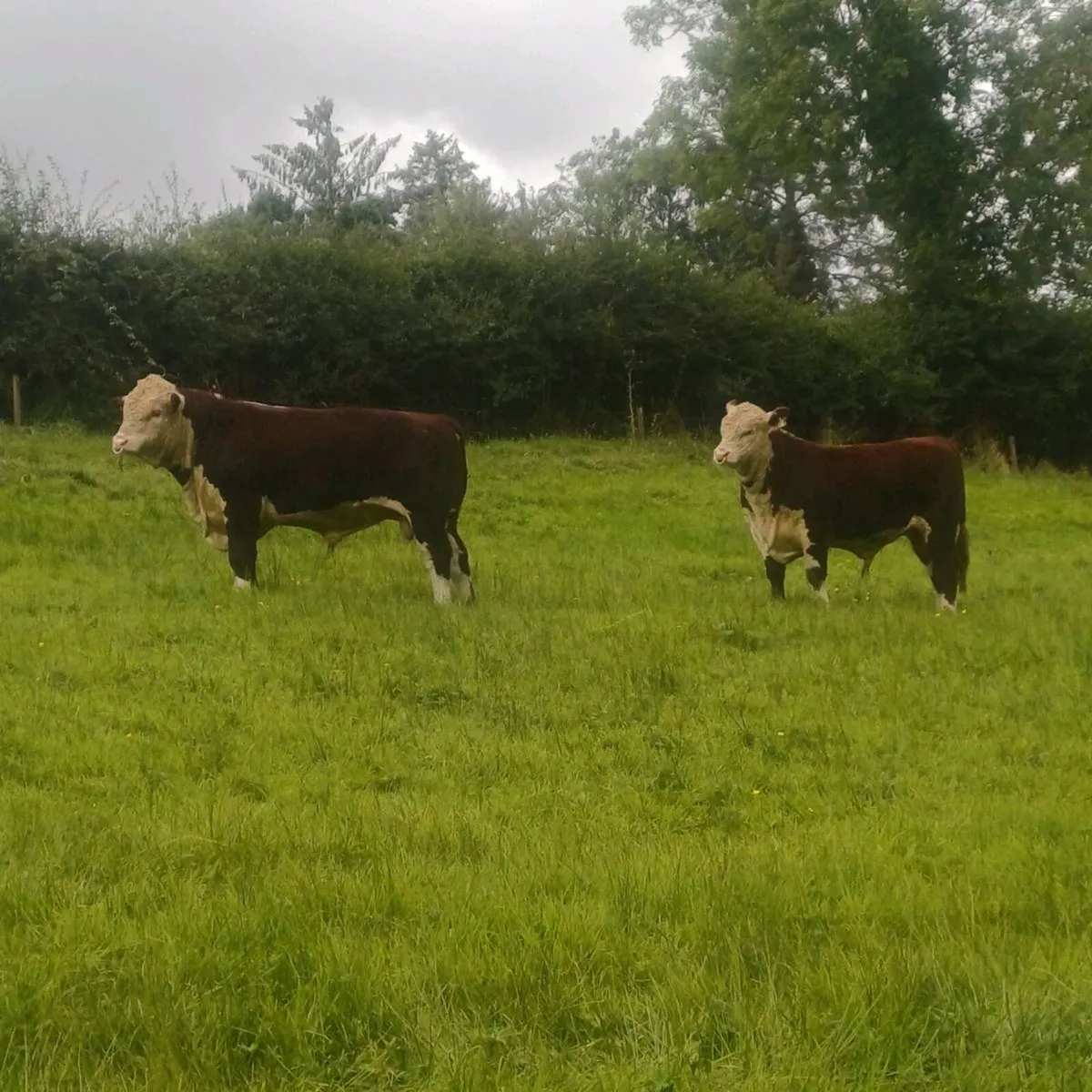 PBR Hereford Bulls - Image 1