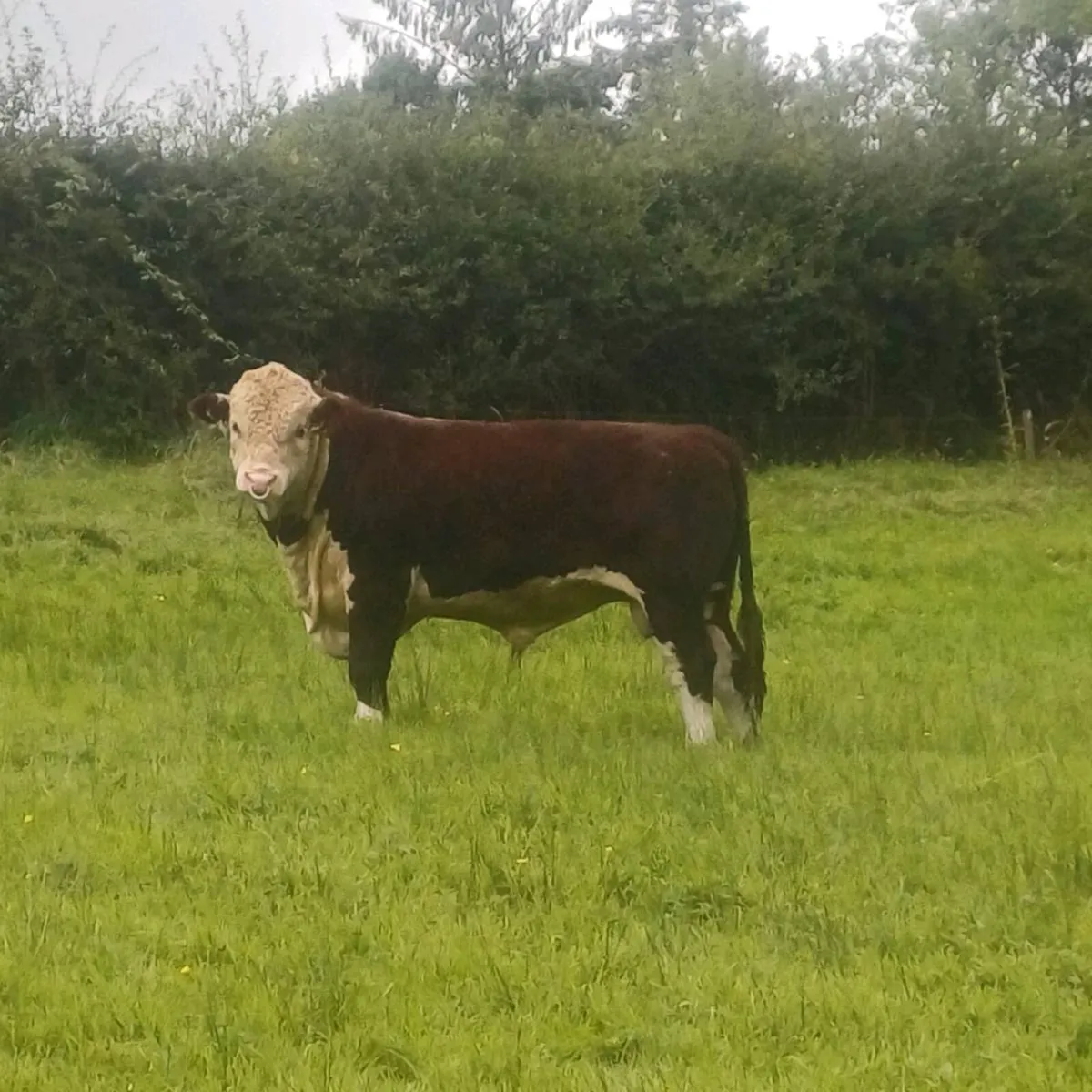 PBR Hereford Bulls - Image 2