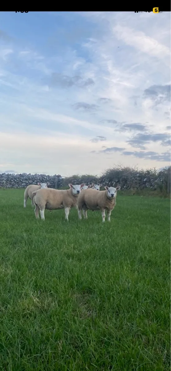 Hybrid Beltex Ram lambs - Image 4