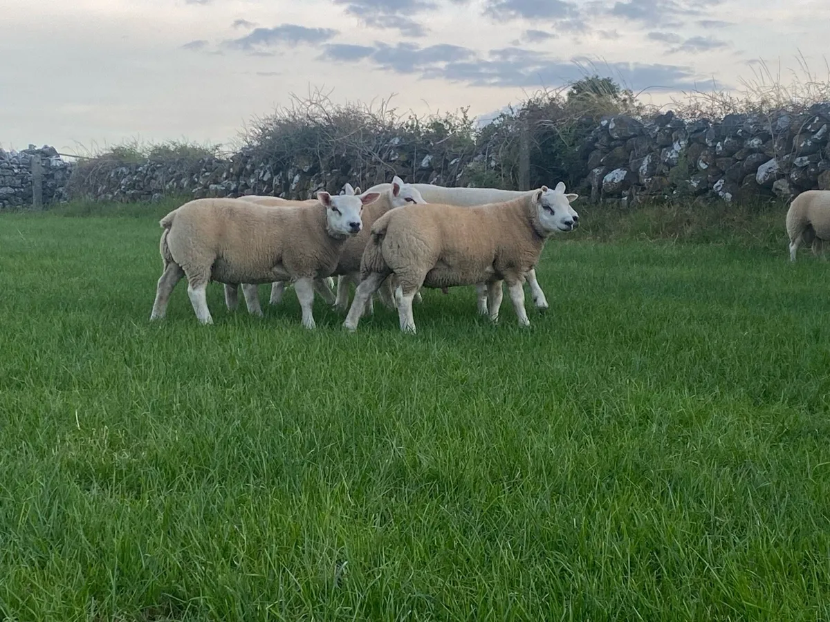 Hybrid Beltex Ram lambs - Image 2