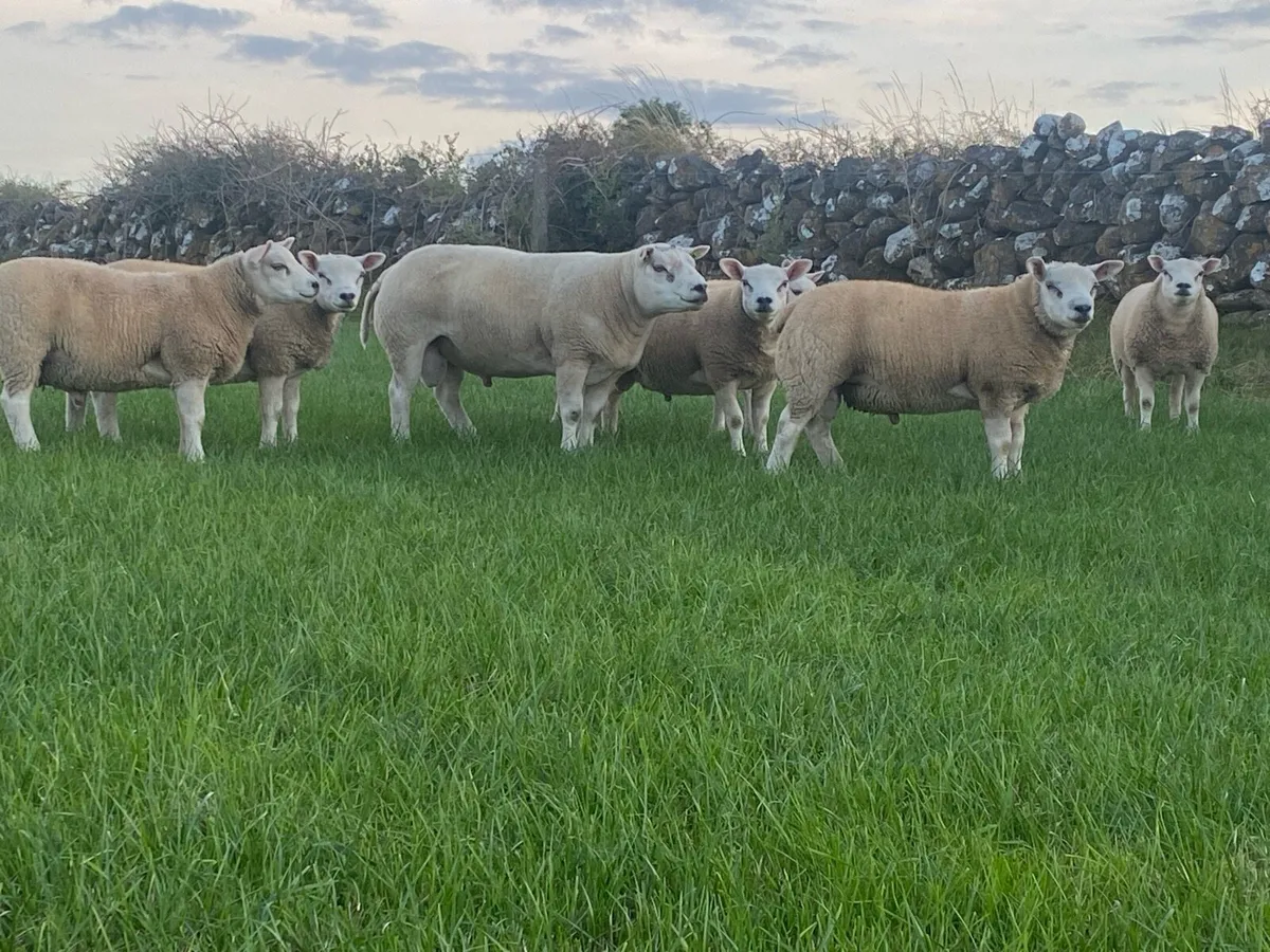 Hybrid Beltex Ram lambs - Image 3