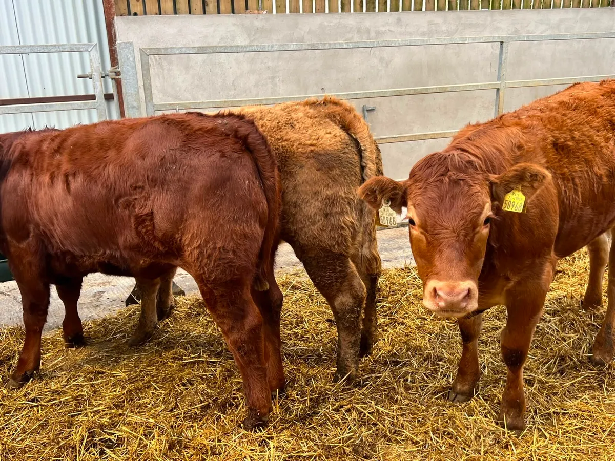 Charolais & Limousin Heifers - Image 2
