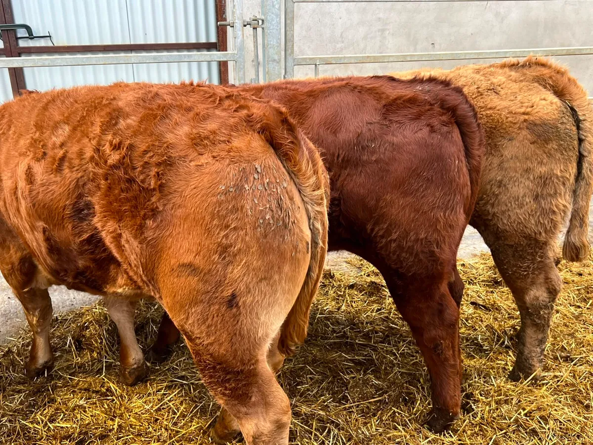 Charolais & Limousin Heifers - Image 3