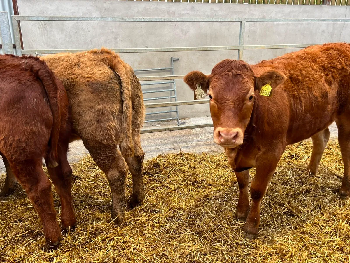 Charolais & Limousin Heifers - Image 4