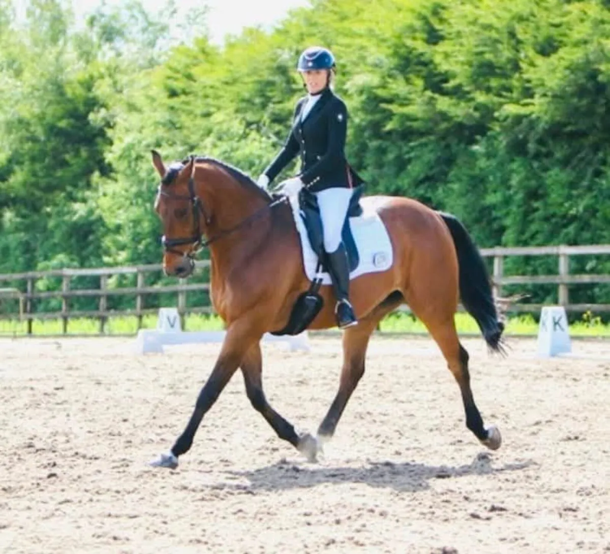16.2hh 13 yr old school master gelding - Image 1