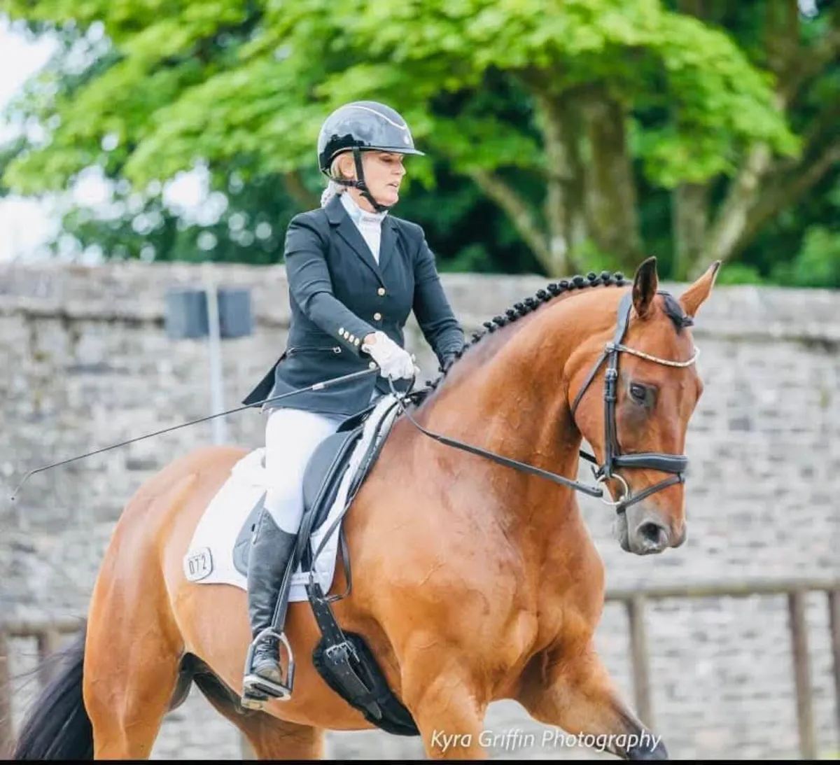 16.2hh 13 yr old school master gelding - Image 2