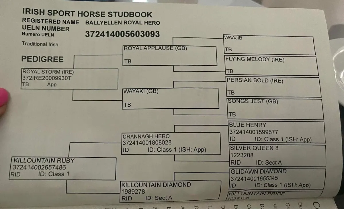 16.2hh 13 yr old school master gelding - Image 4
